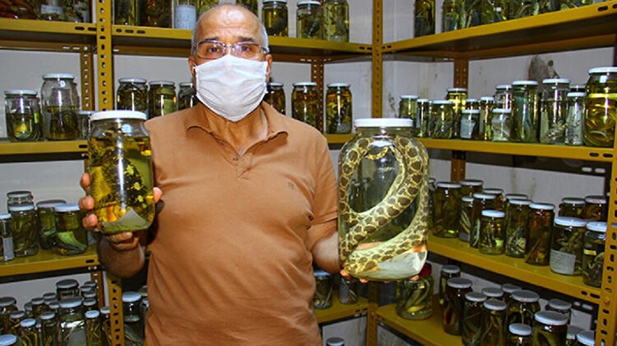 Türkiye'de varlığı bilinen 174 tür sürüngenin 150 türünün örneğini bulunduran ve bir şekilde telef olmuş sürüngenleri toplayıp turşusunu kuran Prof. Dr. Kurtuluş Olgun, yılan ve sürüngenlerin zararlı olmadığını ve tabiatın dengesini koruduğunu belirterek, pandemi süreci dolayısıyla özgür kaldığı için daha çok dışarı çıkan yılanlara iyi davranılmasını istedi.