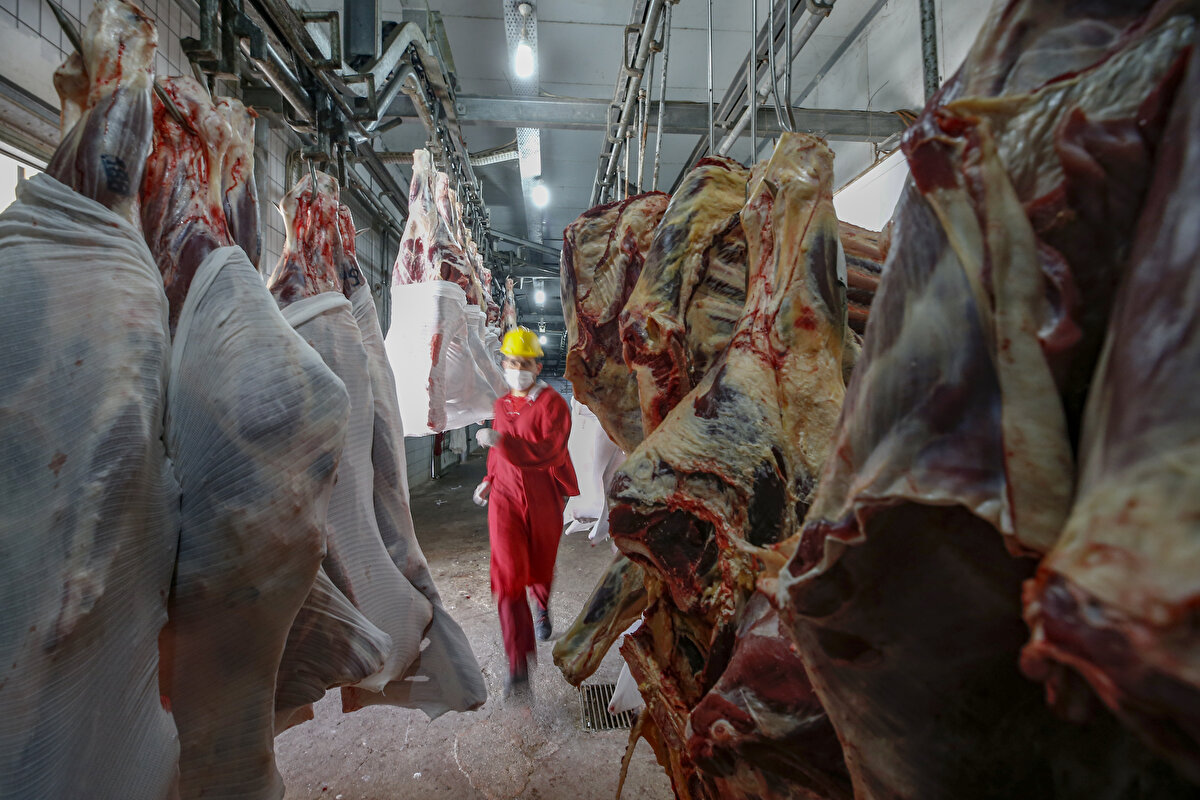 Türkiye Kasaplar Federasyonu Başkan Vekili Osman Yardımcı, salgın nedeniyle ilk kez çok farklı bir Kurban Bayramı kutlanacağını söyledi.

Çok dikkatli olunması gerektiğini aktaran Yardımcı, mezbahanın ve etin yüklendiği kamyonların her defasında dezenfekte edildiğini, sıcak suyla yıkandığını bildirdi.