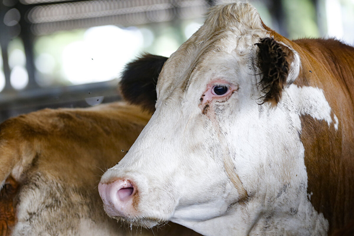 Kesilen kurbanlar soğuk hava deposunda bekletildikten sonra belirlenen firmalar tarafından parçalanarak, özel bezler içinde elle temas etmeden evlere teslim edilecek.