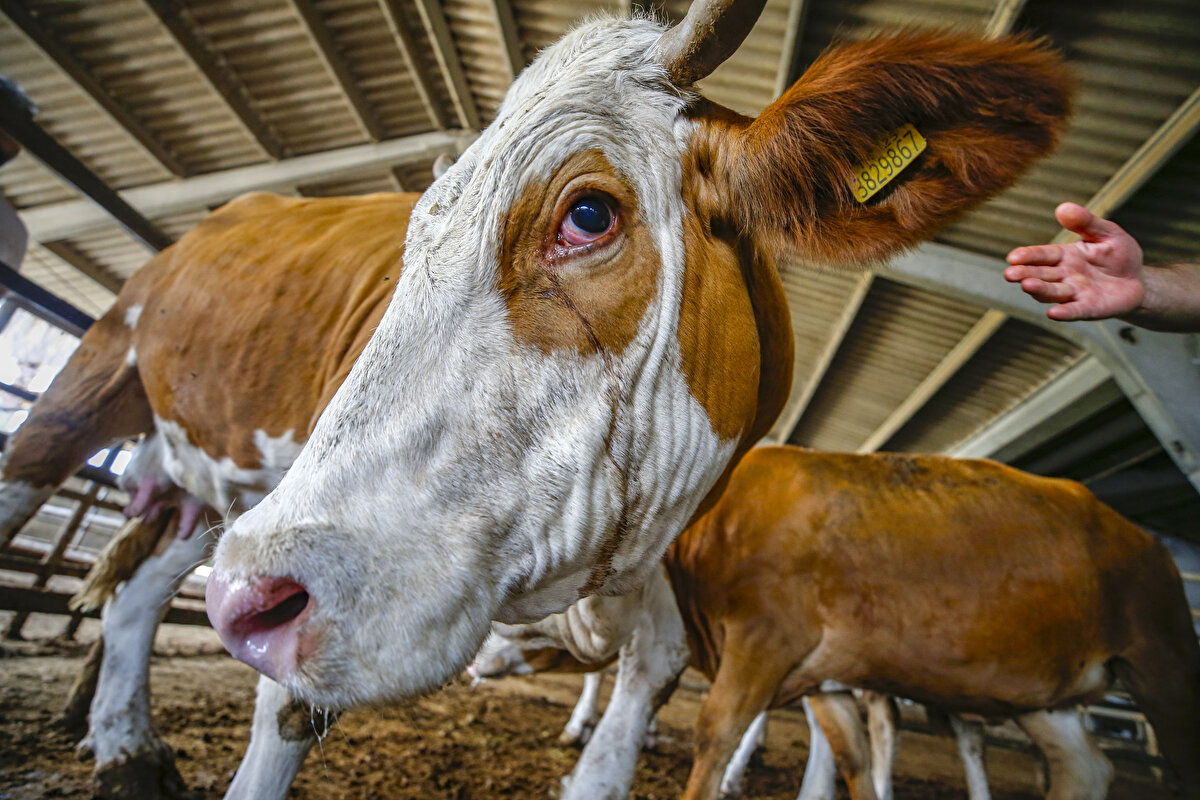 Diyanet İşleri Başkanlığı tarafından hazırlanan 2020 Yılı Kurban Hizmetlerinin Uygulanmasına Dair Tebliğ'in Resmi Gazete'de yayımlanmasının ardından kasaplar çalışma başlattı.