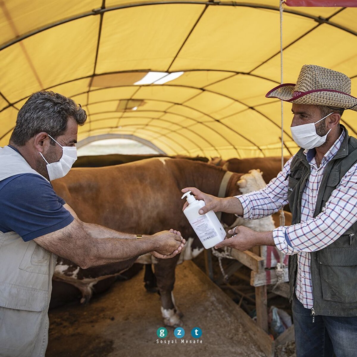 Ankara'da kurbanlıklar alıcılarını bekliyor