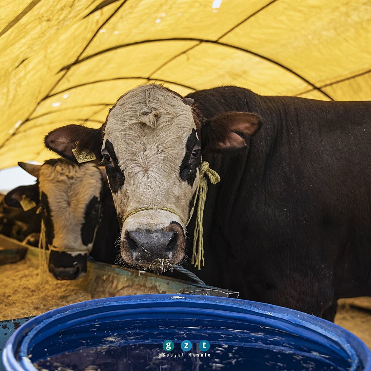 Ankara'da kurbanlıklar alıcılarını bekliyor