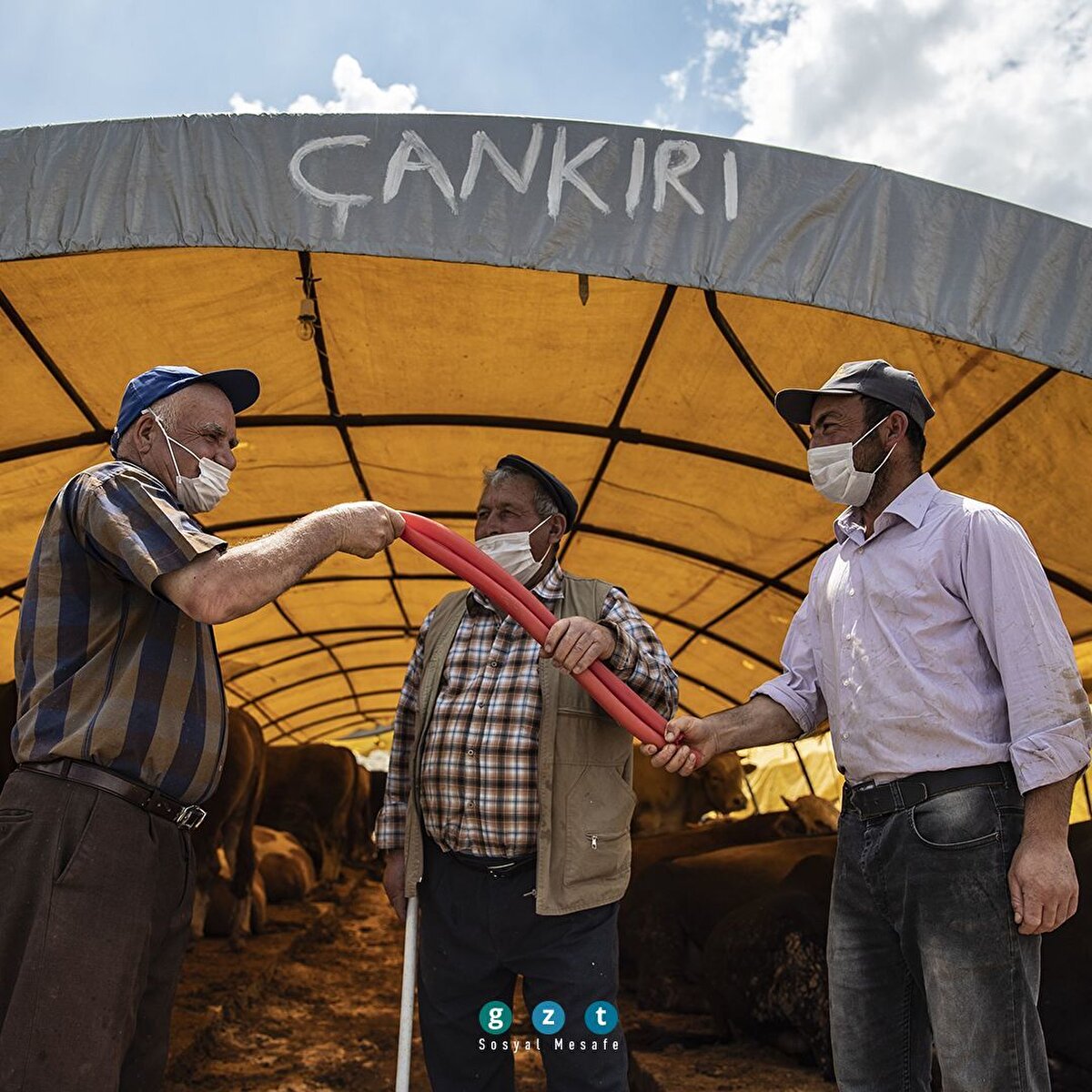 Ankara'da kurbanlıklar alıcılarını bekliyor