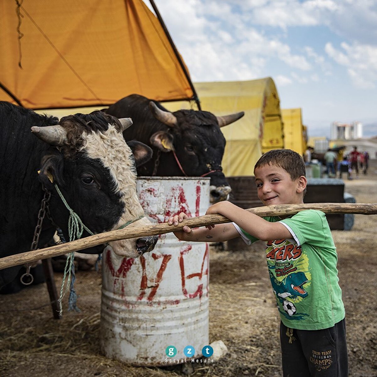 Ankara'da kurbanlıklar alıcılarını bekliyor