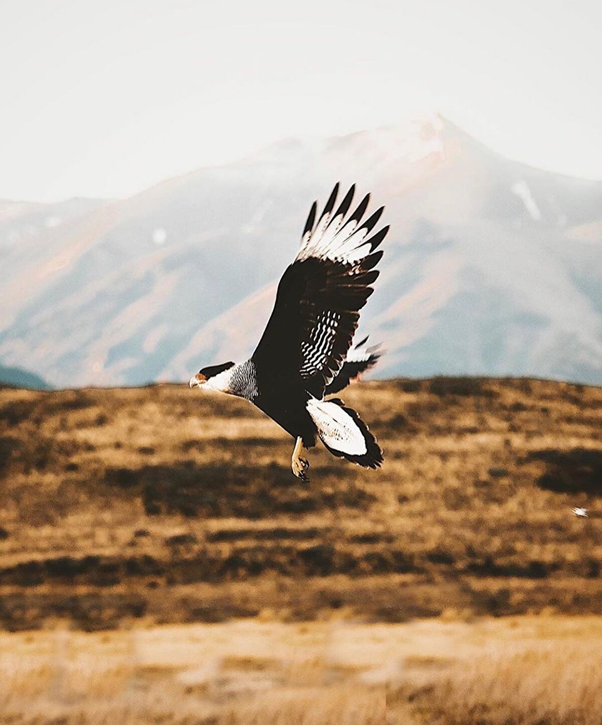 🌿 UNESCO tarafından 1978 yılında koruma altına alınmış biyosfer sahası ilan edilen Torres del Paine dünyanın en göz alıcı parklarından biri.