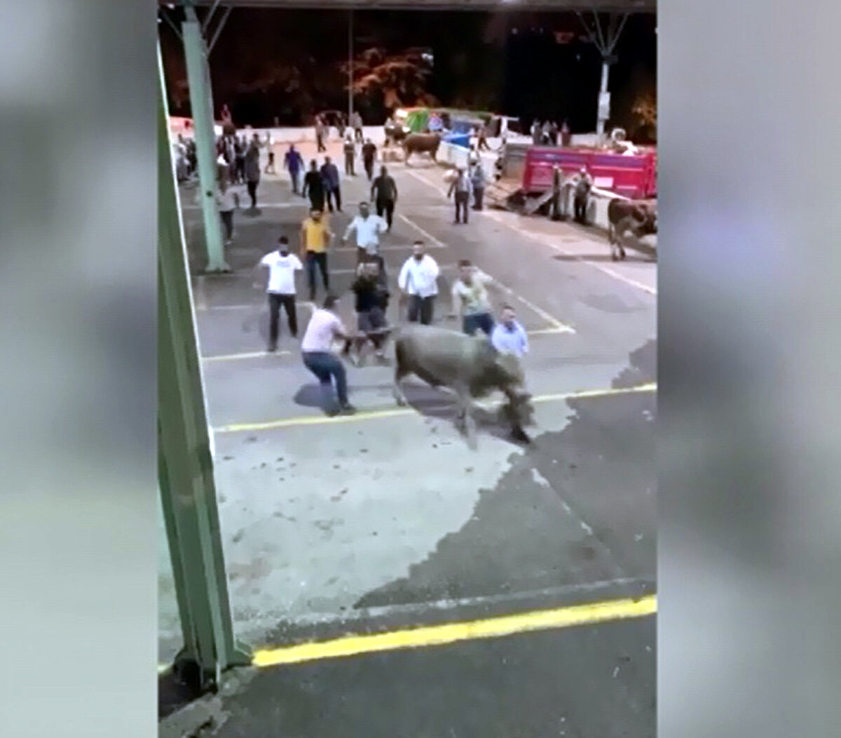 Ayrıca, Aktepe pazar yerinde satışı yapılan kurbanlık boğa, sahibinin bir anlık dalgınlığından faydalanarak kaçmaya başladı. Çevredekilere korku dolu anlar yaşatan boğa, yaklaşık 10 kişi tarafından güçlükle yakalandı. Öte yandan Demetevler pazar yerinden kaçan bir boğa da sakinleştirici iğne ile vurularak yakalandı.