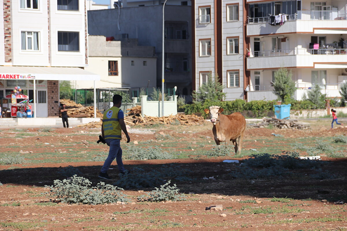 Şanlıurfa'da sahiplerinin elinden kaçan büyükbaş kurbanlıklar, uyuşturucu iğneyle sakinleştirilerek yakalandı. Yeşildirek Mahallesi'nde sahiplerinin kesim yerine götürmek istediği boğa, kamyonette bindirilirken kaçtı. Sahiplerinin ve çevredeki vatandaşların elinden kurtularak koşan boğa yaklaşık 7 kilometre uzaklıktaki bir tarlaya girdi.