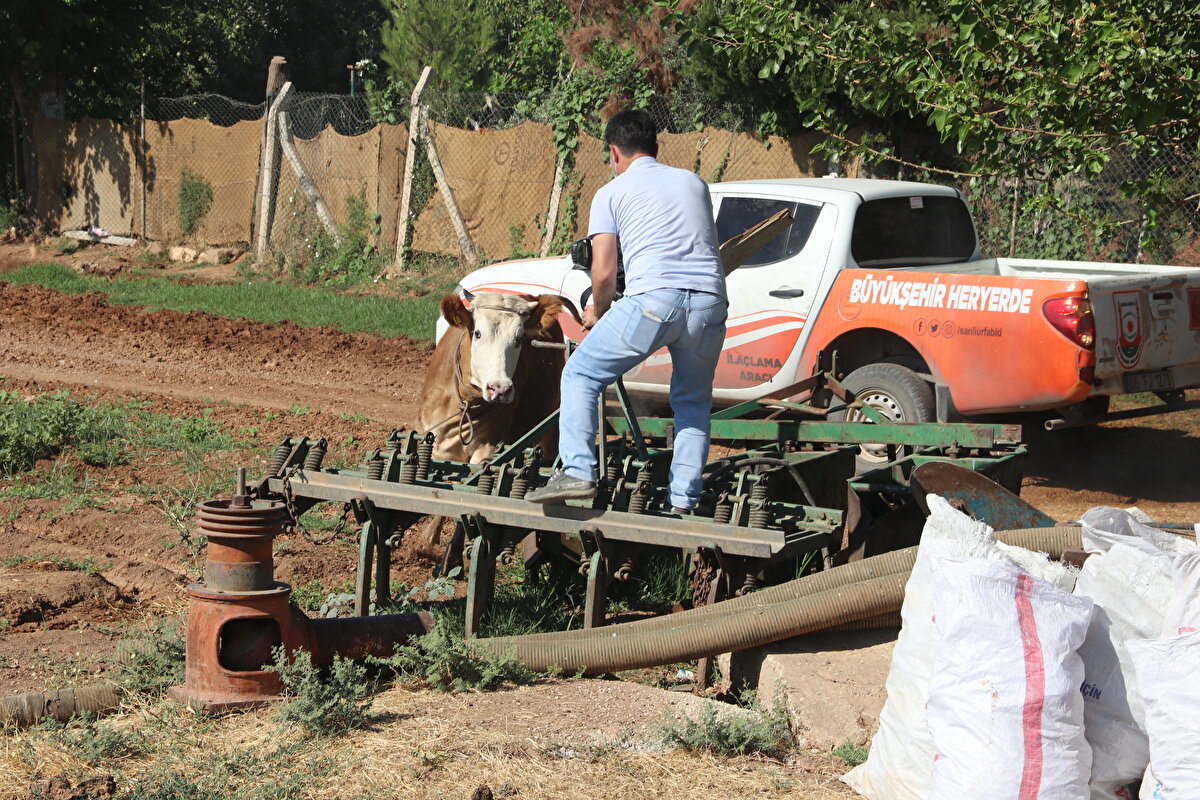 İpekyol Mahallesi'nde ise sahibinin elinden kaçan boğa, 20 dakikalık bir kovalamacanın ardından timlerin uyuşturucu iğne yapması sonucu sakinleştirildi, sahipleri tarafından bağlanan boğa kesim yerine götürüldü.