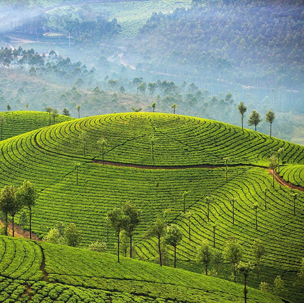 🌿Kerala, Hindistan'ın güneybatısında bulunan, Umman Denizi'ne komşu bir eyalet. 13 şehri olan eyaletin bazı şehirleri deniz kenarında bulunan harika balıkçı kasabalarına sahip. ⠀