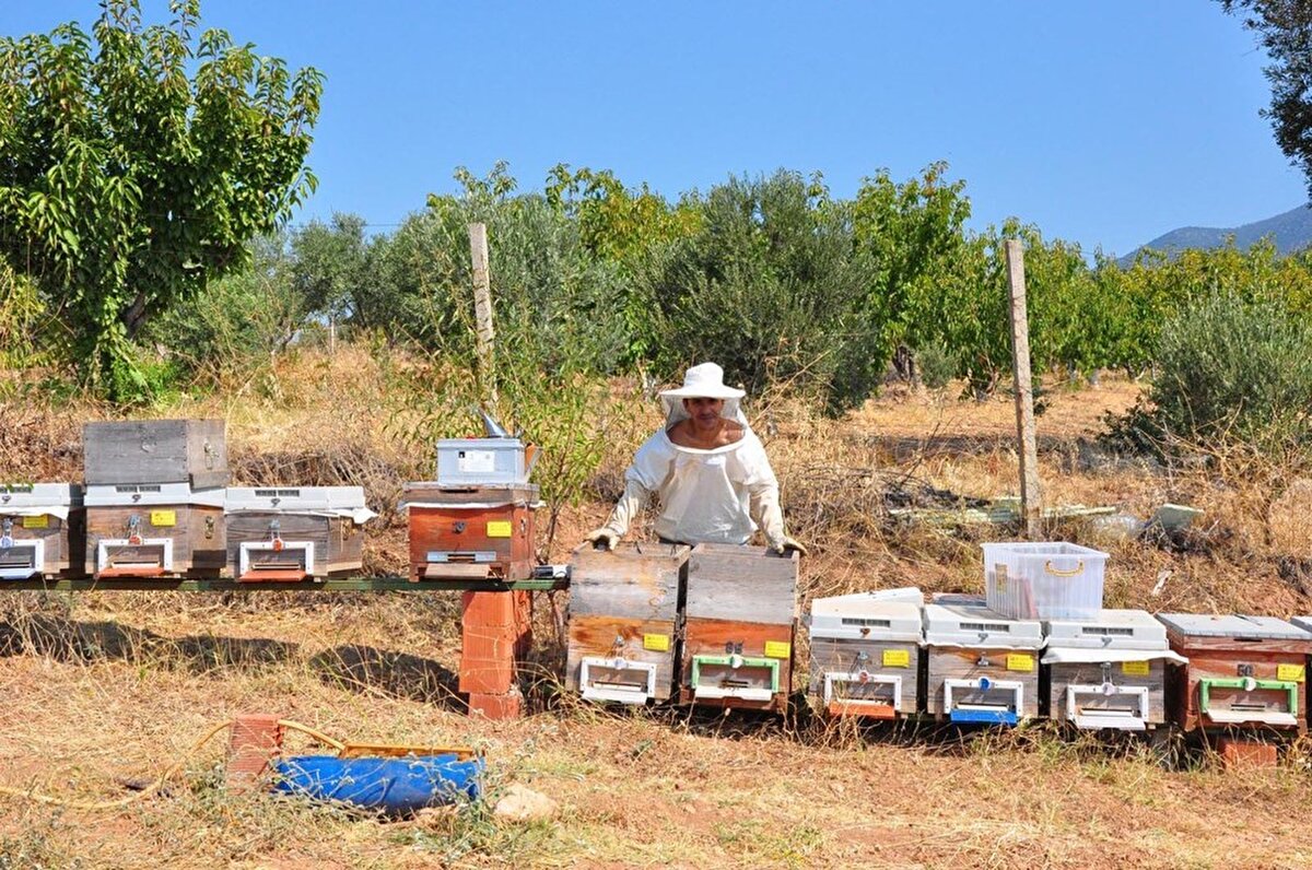 Yeni Zelanda'dan, İngiltere ve Almanya'dan talepler geldiğini kaydeden Almışlar, "Pandemi döneminin arı ürünlerine çok büyük katkısı oldu. Avrupa ülkeleri ve dünyada pandemi döneminde üretim dururken, biz de üretimin devam etmesi üreticiye faydası oldu. Pandemi ile birlikte diğer ülkelerde üretimin olmayışı, Türkiye'ye talebin artmasına neden oldu. Arı ürünleri de çok fazla bir artıya geçti. Arı zehri ile ilgili baya bir artımız oldu. Şu an Yeni Zelanda'dan, İngiltere'den, Almanya'dan talepler gelmektedir. Geçen yıllarda iletişime geçtiğimiz fakat bize geri dönüş yapmayan firmalar, şu an pandemi nedeniyle kendileri bize ulaşmaktadır. Pandeminin arıcılık sektörüne çok fazla bir artışı oldu" diye konuştu.