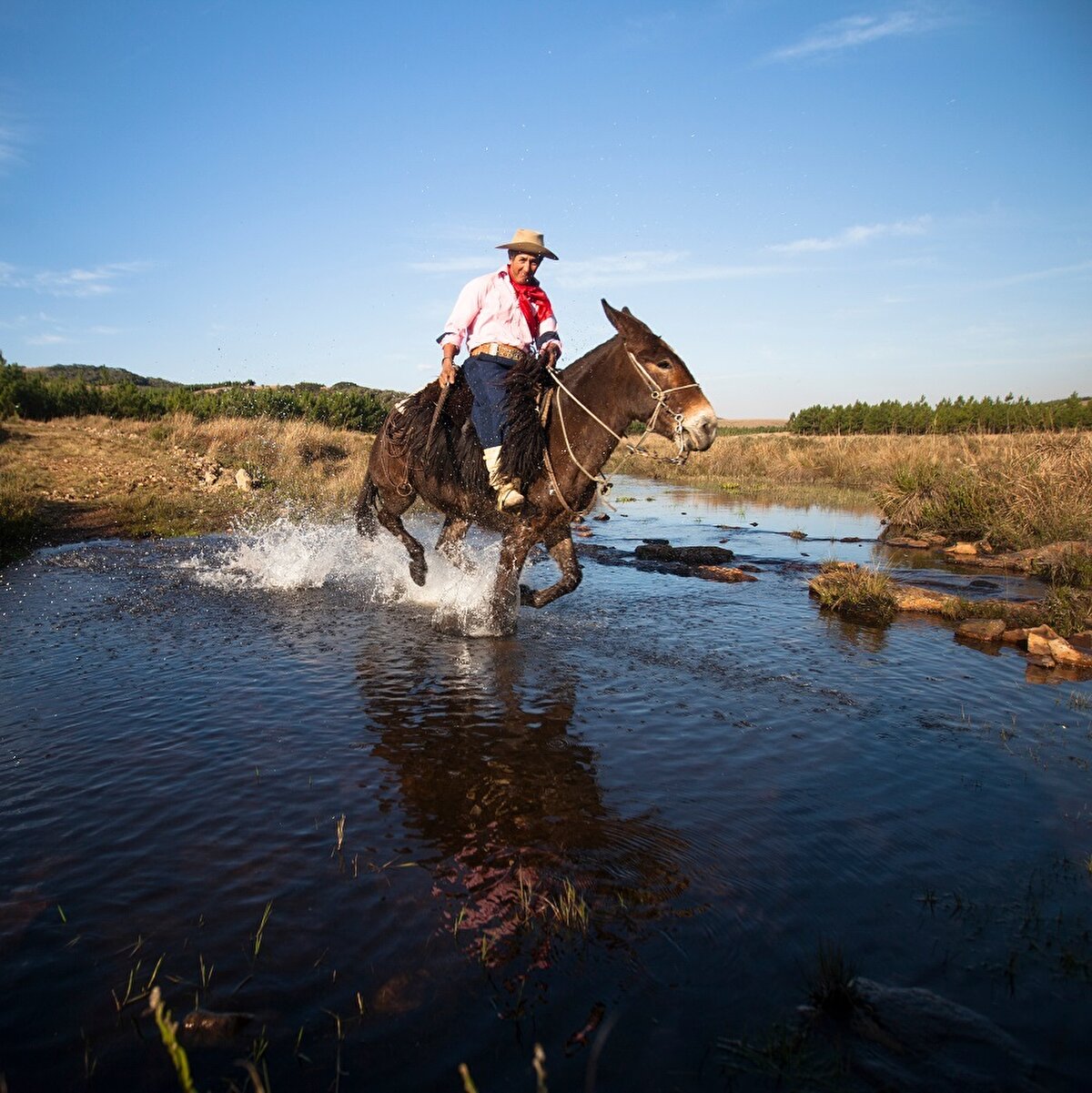 19. yüzyılın ilk yarısında kadar gauçolar şalvar yerine “chiripa” denilen bir kıyafet giyiyordu. Güney Amerika yerli halkları tarafından da kullanılan bu kıyafet tarihçilerin yazdığı metinlerde, bulduğu resimlerde görülüyor ve seyyahlarca doğrulanıyor. Gerçek şu ki “bombacha” adlı şalvar öyle spontane bir şekilde ortaya çıkmış değil. 👀🙌