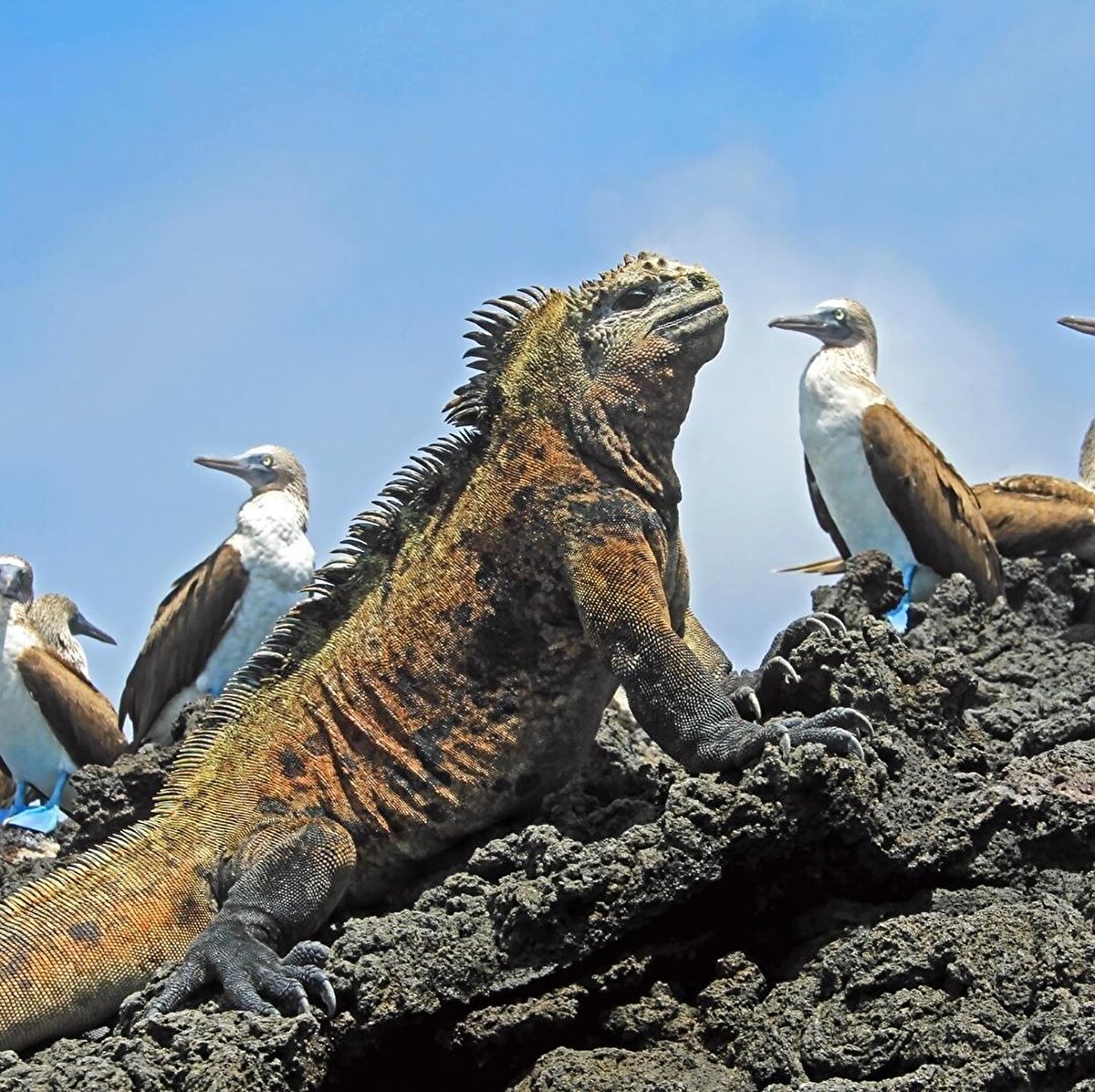 1978 yılında UNESCO Dünya Kültür Mirası listesine alınan Galapagos Adaları’na, yılda 200 binden fazla ziyaretçi geliyor.