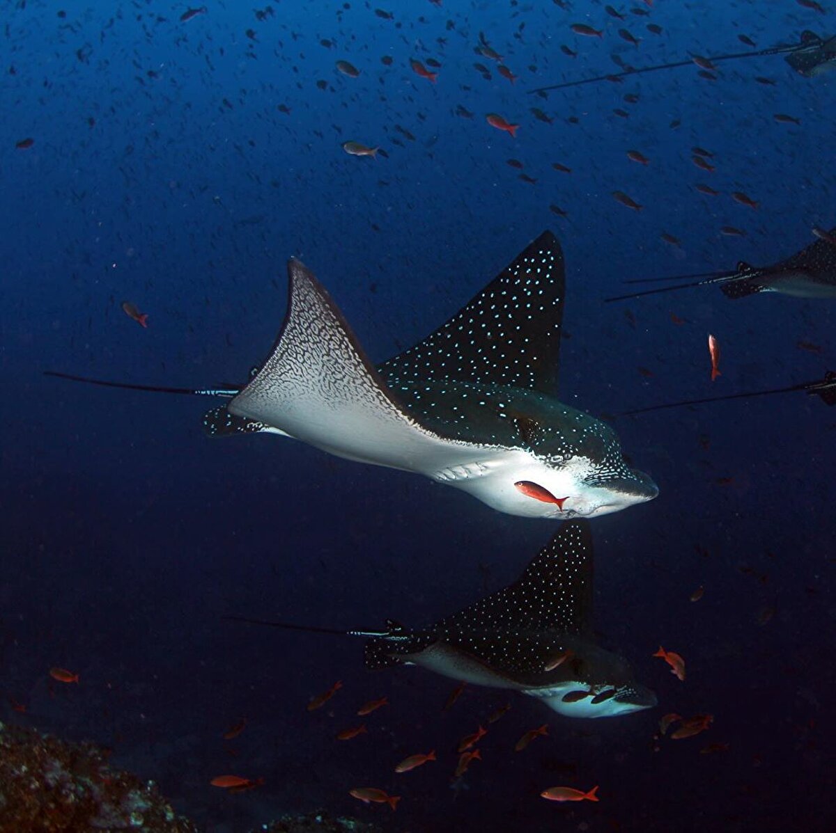 Adalardaki deniz iguanaları, yüzebilen tek kertenkele türü olarak biliniyor.