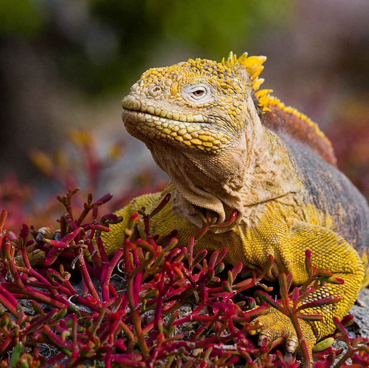 Burada tropikal ilkimde yaşayan penguenlerden parlak mavi ayaklı sümsük kuşlarına, gagalarını ustaca kullanan ağaçkakanlardan, buruşuk boğaz keselerini kırmızı balonlara dönüştüren fregat kuşlarına kadar her şey görülebiliyor.