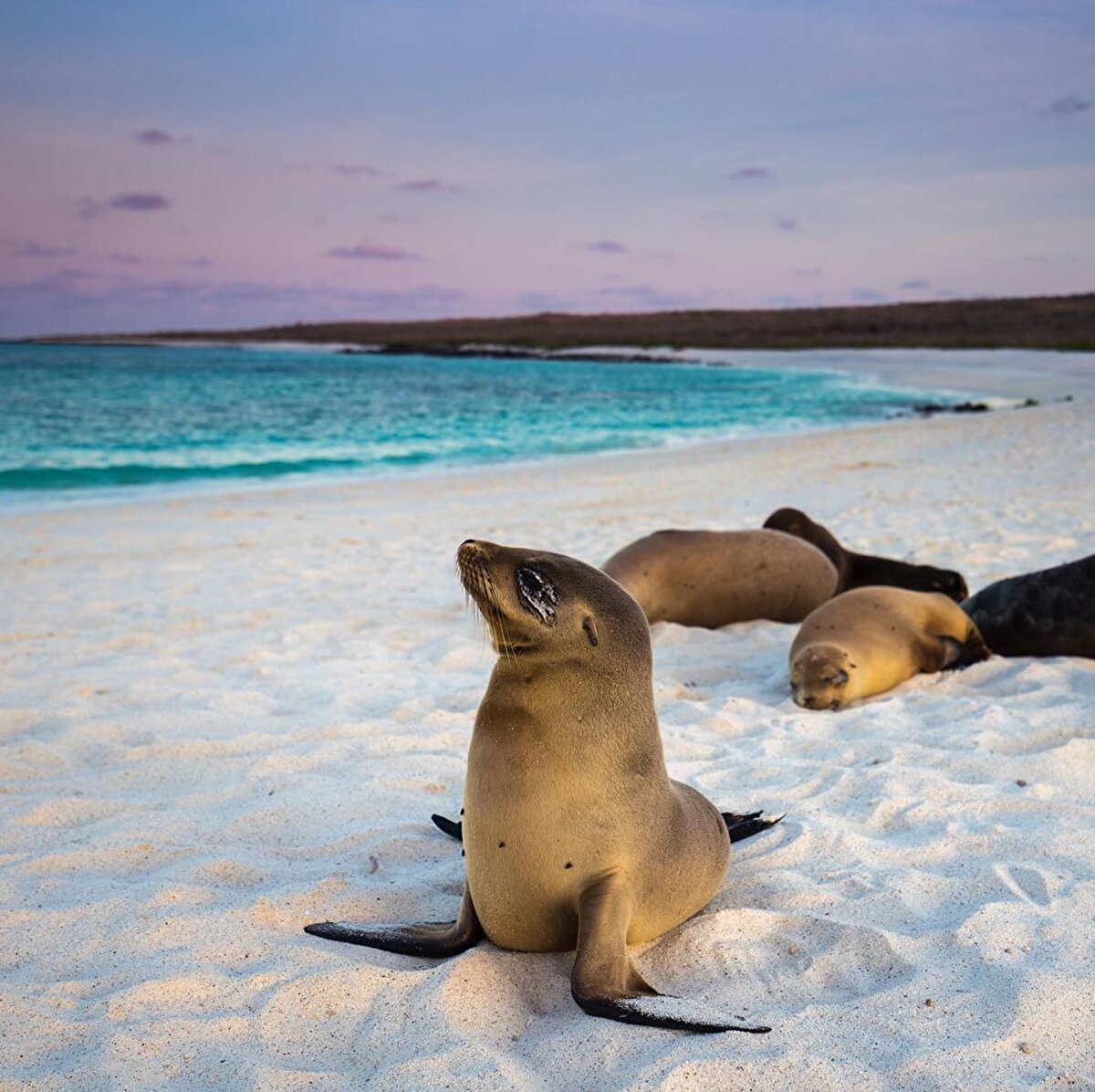🏜Galapagos, volkanik adalardan oluşuyor. Okyanus tabanından sızan lavların Galapagos Adaları’nı oluşturması 4 milyon yılda tamamlanan bir jeolojik süreç.