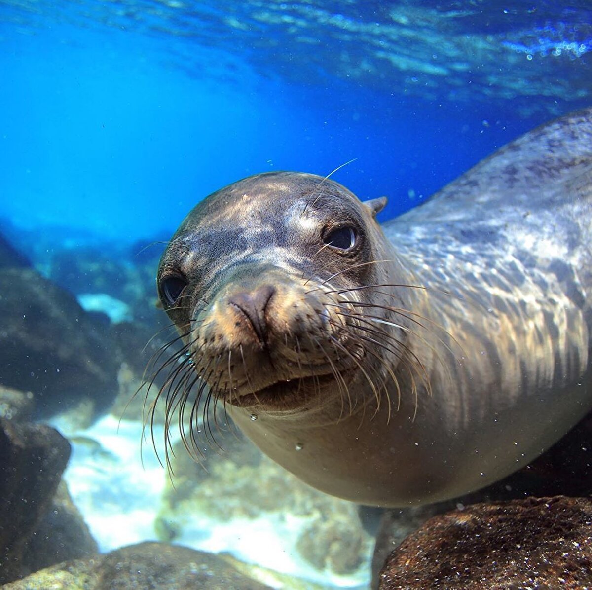 📍Ekvador’a bağlı ancak ülke kıyılarına 1000 km uzaklıkta bulunan Galapagos Adaları, Pasifik Okyanusu’nun doğusunda 13 büyük ve 6 küçük volkanik adadan oluşuyor.