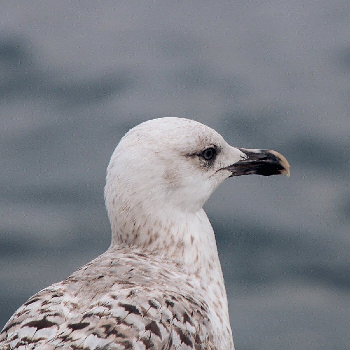 Bu mitolojik efsanelerin çeşitliliğinden dolayı biz sadece üç tanesini aldık. 😌