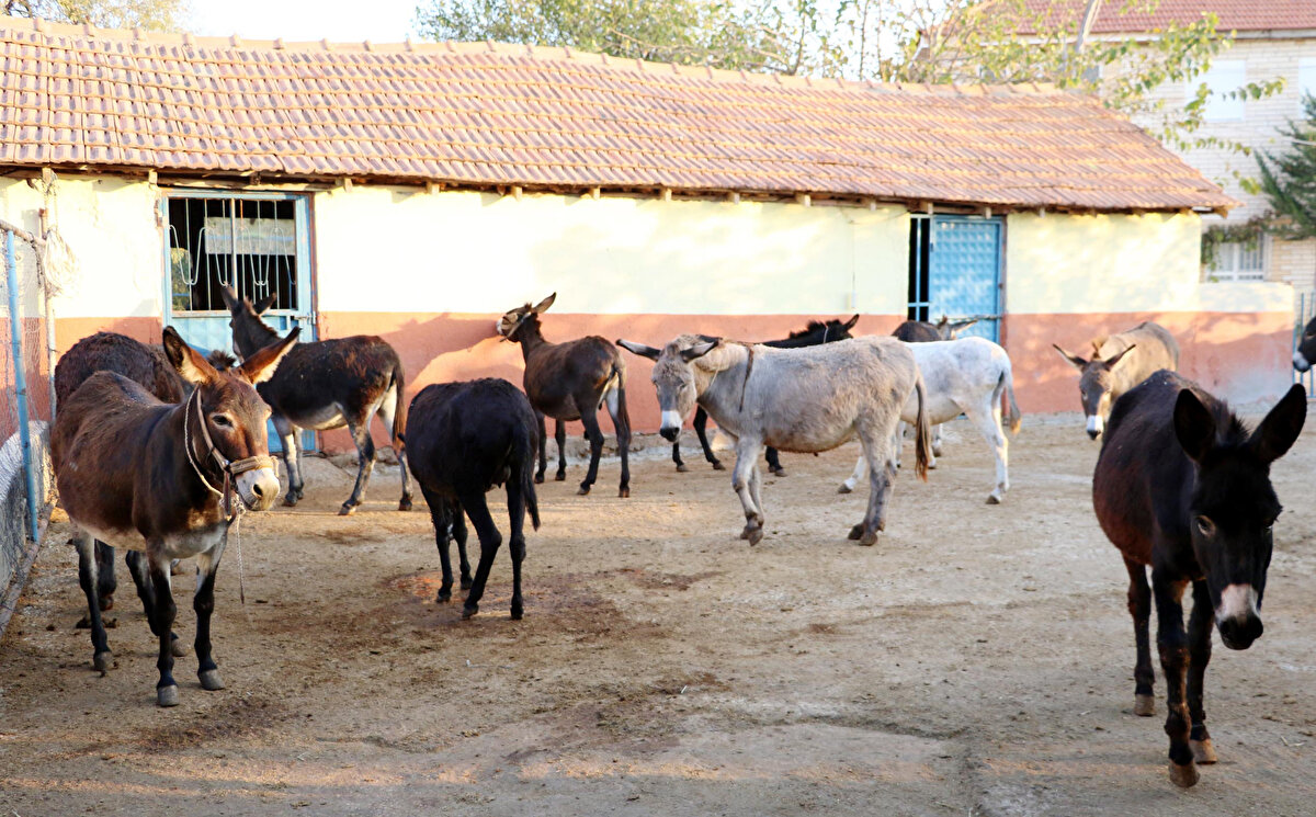 Anne sütü de insana uygundur. İçindeki proteinlerin ölmemesi lazım. Eşek sütünü öyle koşullarda içiriyorlar ki bir süre sonra o proteinler ölüyor ve hiçbir faydası kalmıyor. Kanseri önlediğine dair hiçbir çalışma yok. Bu kadarcık basit bilgilerle 'kansere iyi geliyor' denmesi bir suistimaldir" diye konuştu.
