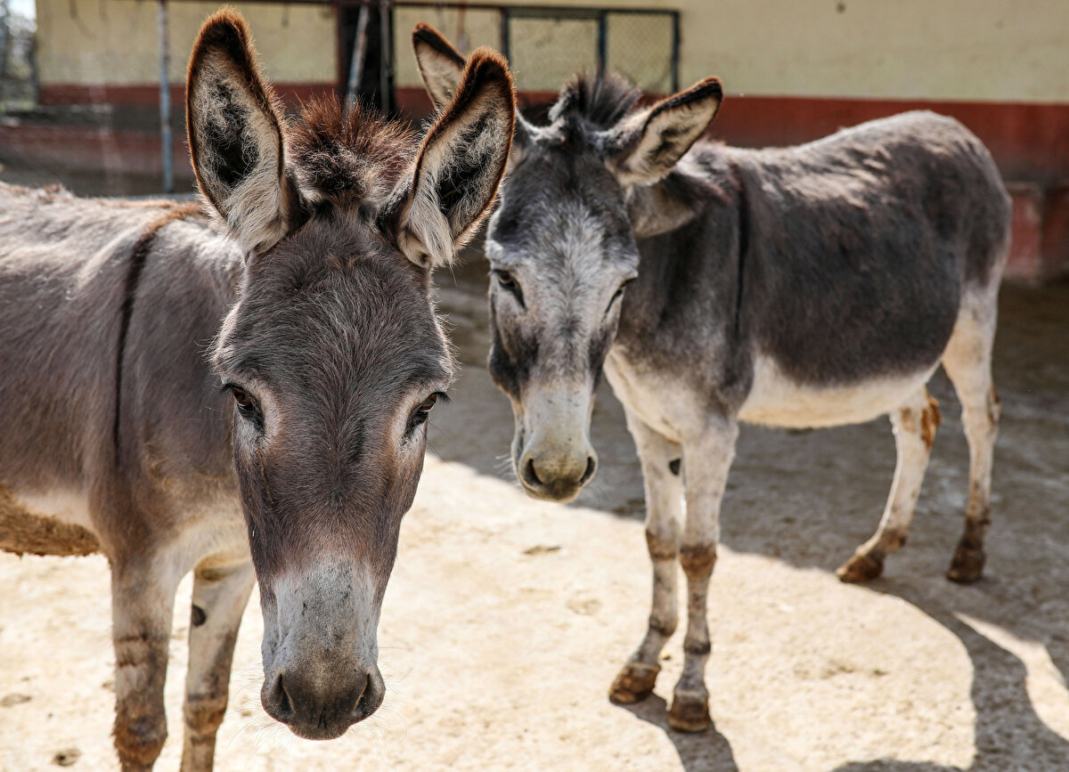 
Anne sütüne çok yakın özellikte olduğu iddia edilerek yıllarca eşek çiftliği sahipleri tarafından vatandaşa satılan sütün, yurt dışında bilim insanları tarafından araştırılıp, makalelere konu olduğuna, kesin olarak kanıtlamış bir faydası olmamakla birlikte alerjik reaksiyon gösterebildiğine dikkat çekildi.
