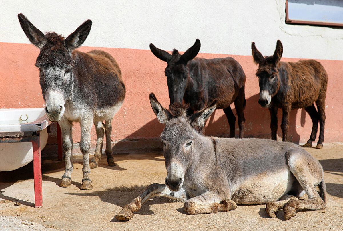 Eşek sütünün ölümle sonuçlanabilecek kadar tehlikeli sonuçları olduğuna da dikkati çeken Prof. Dr. Usta, “Bir kadın bu sütten içtiği için vücudu alerjik reaksiyon gösterdi. Ölümle sonuçlanacak kadar kötü bir duruma geldi.
