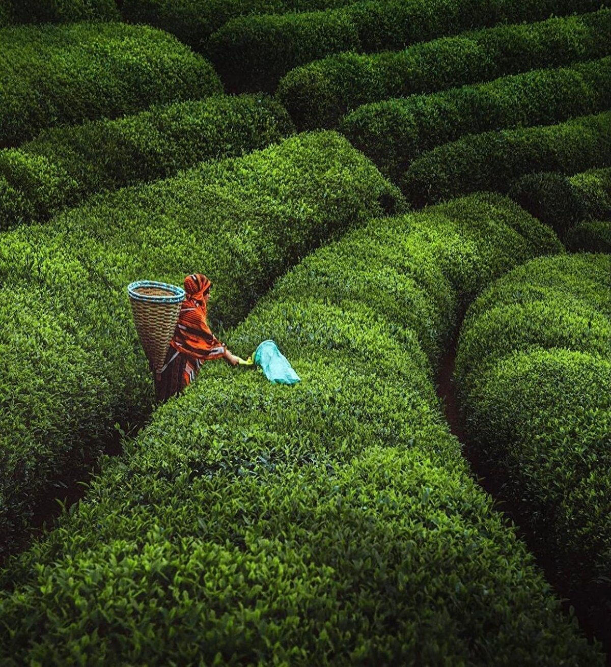 🌱 Rize’ye gidince Çamlıhemşin'de Fırtına Vadisi'ne hâkim bir tepede kurulmuş olan Zil Kalesi ile meşhur Palovit ve Ağaran şelalelerini görmeden dönmek olmaz elbette. Görkemli Kıble Dağı Camii’ne de bir vakit yol düşürmek gerekiyor.