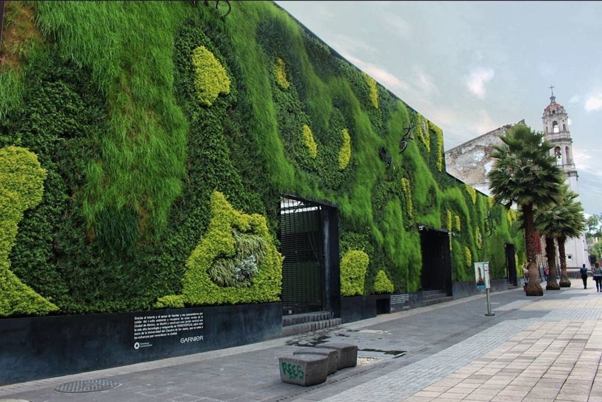 🌳Dikey bahçeler yararlı mı, zararlı mı?