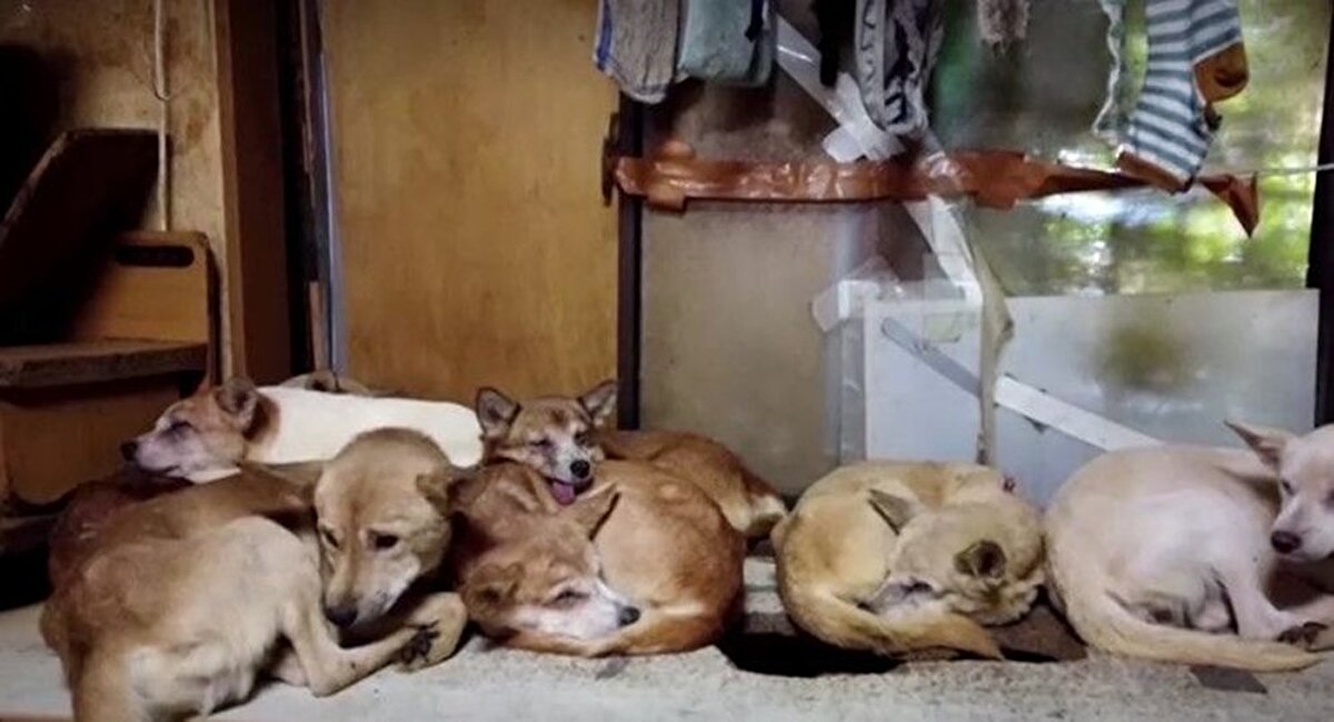 Aile, köpekleri vakfa teslim etmeyi kabul etti. 
