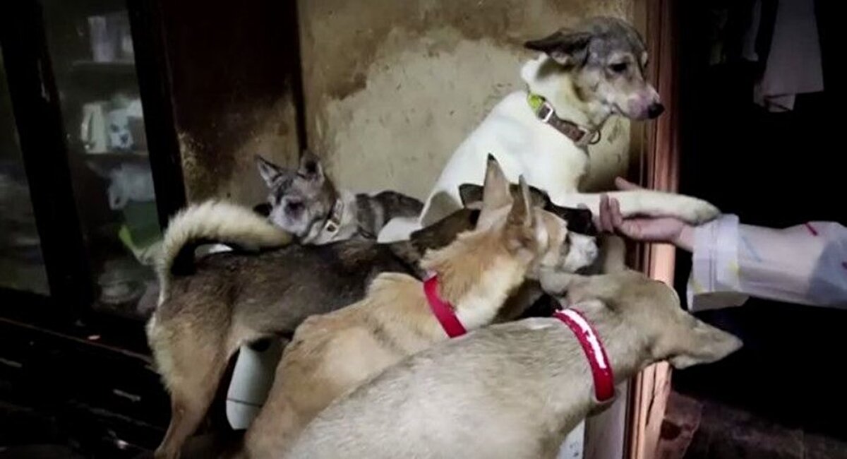 Ulusal basında çıkan haberlere göre, Japonya'nın Şimane eyaletinin İzumi şehrinde 30 metrekarelik tek katlı evde 164 köpek ile beraber yaşayan çifti geçen ay komşuları şikayet etti.  