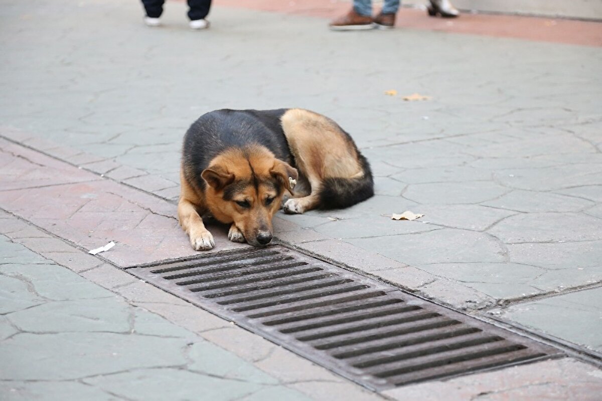 Fareyi kovaladığı için devamlı mazgalları geze geze bakıyor. Onun haricinde herhangi bir sıkıntı olduğunu düşünmüyoruz köpekte. Çok seviyoruz ve besliyoruz burada esnaf olarak. Ünlü oldu herkes gelip çekmeye başladı. Yavrusunu düşürmüş ya da düşürdü. Öyle bir şey yok. Buradan herkese söyleyelim” dedi. 