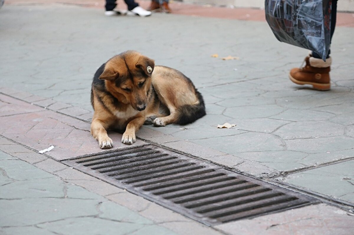 Pandemi sürecinin başından beri aynı yerde bekleyen ve sosyal medyada görüntüleri paylaşılmasının sonucu görenlerin fotoğraf çektiği köpeğin sırrını ise esnaf çözdü. Esnaflar, köpeğin daha önce içerisinden çıkan bir fareyi kovalayarak yakalaması nedeniyle sürekli mazgalların başında fare bulma ümidiyle beklediğini iddia ettiler. 