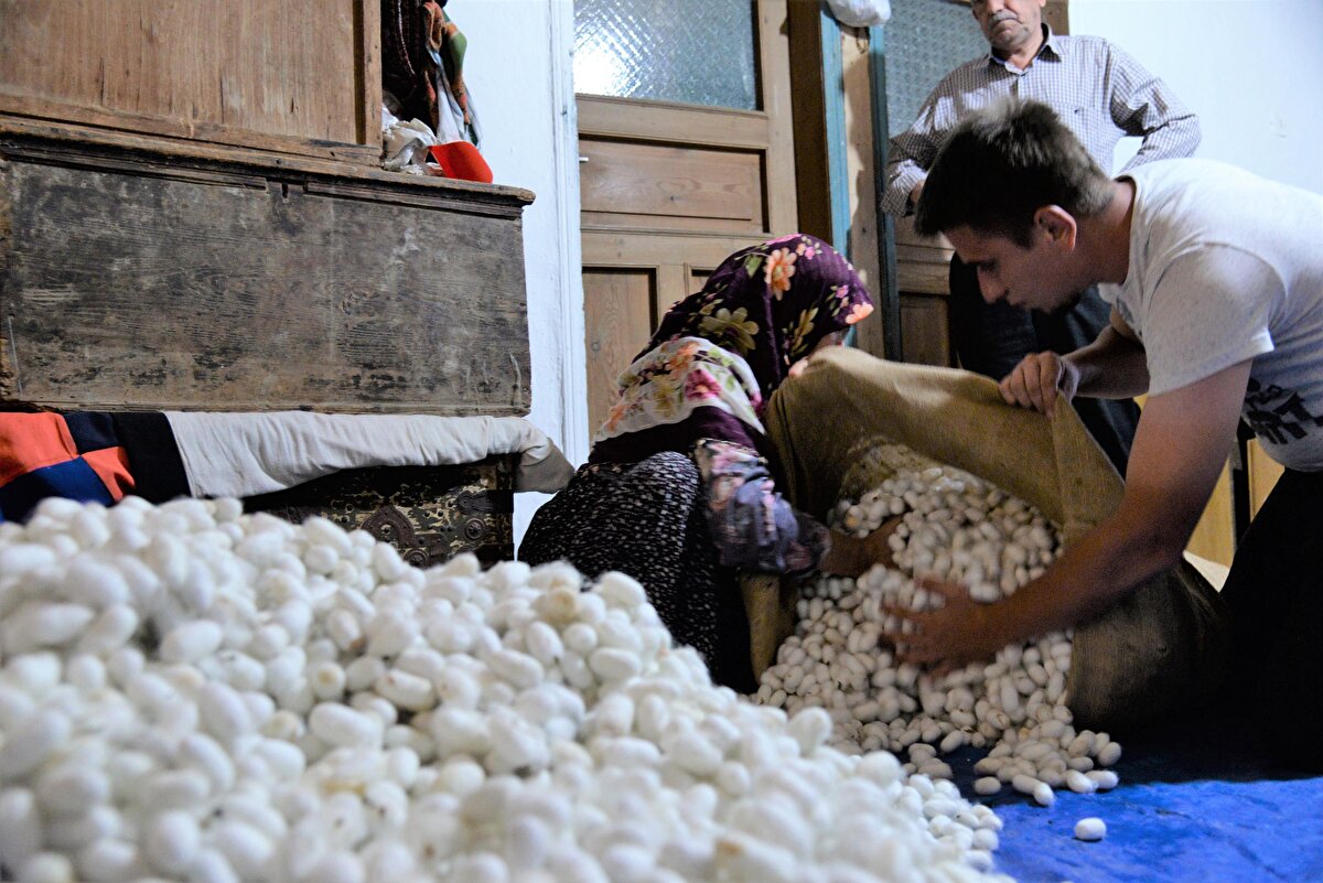 Bu anlamda girişimcilere 1 yıllık asgari ücrete eş değer gelir elde edecek toplu ve sistemli dut bahçeleri oluşturuluyor. 