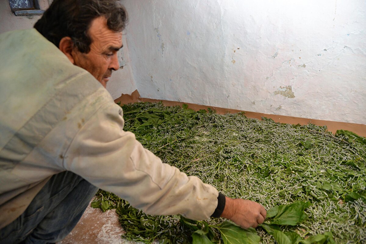 Bilecik Merkeze bağlı Bayırköy beldesinde iki yıldır ipekböceği üretimi yapan Ayşe Ersöz, iki yıl öncesine kadar kendisinin ipekböceğini görmediğini ve eşini kendisinin teşvik ettiğini ifade ederek, böceklerin büyüdükçe bakımlarının da zevkli olduğunu ve geç saatlere kadar yanlarında oturup, böcekler dut yapraklarını yerken onların seslerini dinlediğini, dile getirdi. 