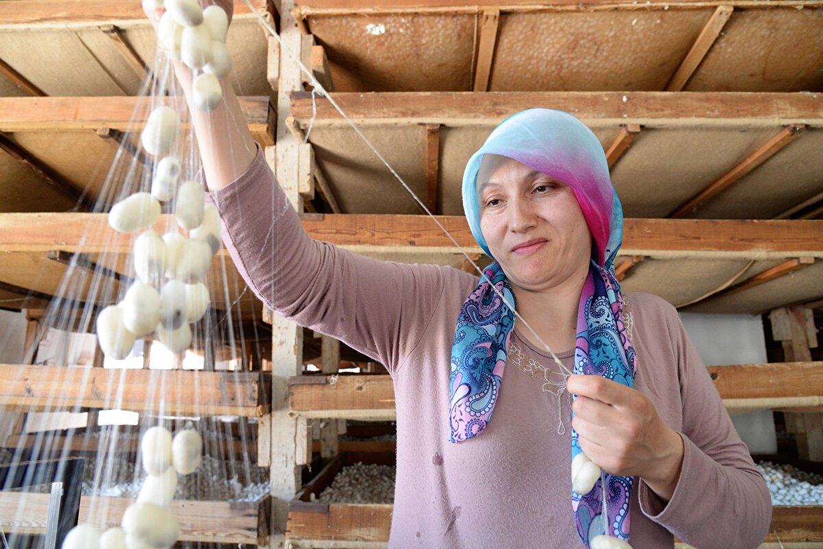 Vali Bilal Şentürk, bir taraftan hem geleneği yaşatmak, hem de aile bütçesine katkı sağlamak adına ipek böceği yetiştiriciliğinin Bilecik ve ilçelerinde devam ettiğini belirterek, tarihi ipek yolu denmesinin sebebinin de ipeğin ne kadar kıymetli ticaret malı olduğunu gösterdiğini söyledi. 