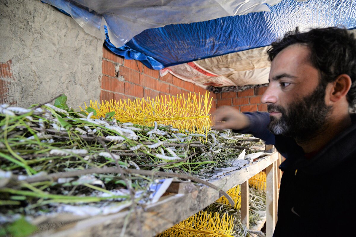 Gereken desteğin özellikle işi yapanların işin sorumluluğunu alarak, karşılıksız bırakmayarak yeni geçim kapılarının oluşturulabileceğinin altını çizen Vali Şentürk, ''İpekböcekçiliğini, sadece ipekböceğini yetiştirmek için değil, ipeği işleyerek, Bilecik kadifesini ve ipekten yapılan kumaşları yeniden canlandırmalıyız. Yeniden bunu canlandırabilirsek, ipekten daha kıymetli ürünler, katma değeri yüksek ürünler üretilirse, doğal olarak ipekböceğine de verilen ehemmiyet artacaktır. Koza Birlik, hem dut fidanı temininde, hem lavra temininde, hem hasadın yapılmasında, hem de ürünün alınmasında çok iyi destekler ve imkanlar sağlıyor. 10 kutuluk bir ipekböceği lavrasından, bir yıllık ki, o yıl dediğimiz 45 güne sığıyor- bu zaman zarfında sarf edilen emek ile beraber asgari ücretin üzerinde bir gelir elde etmek mümkün. İpekböcekçiliğinin daha da yaygınlaşmasını arzu ediyoruz'' diye konuştu. 