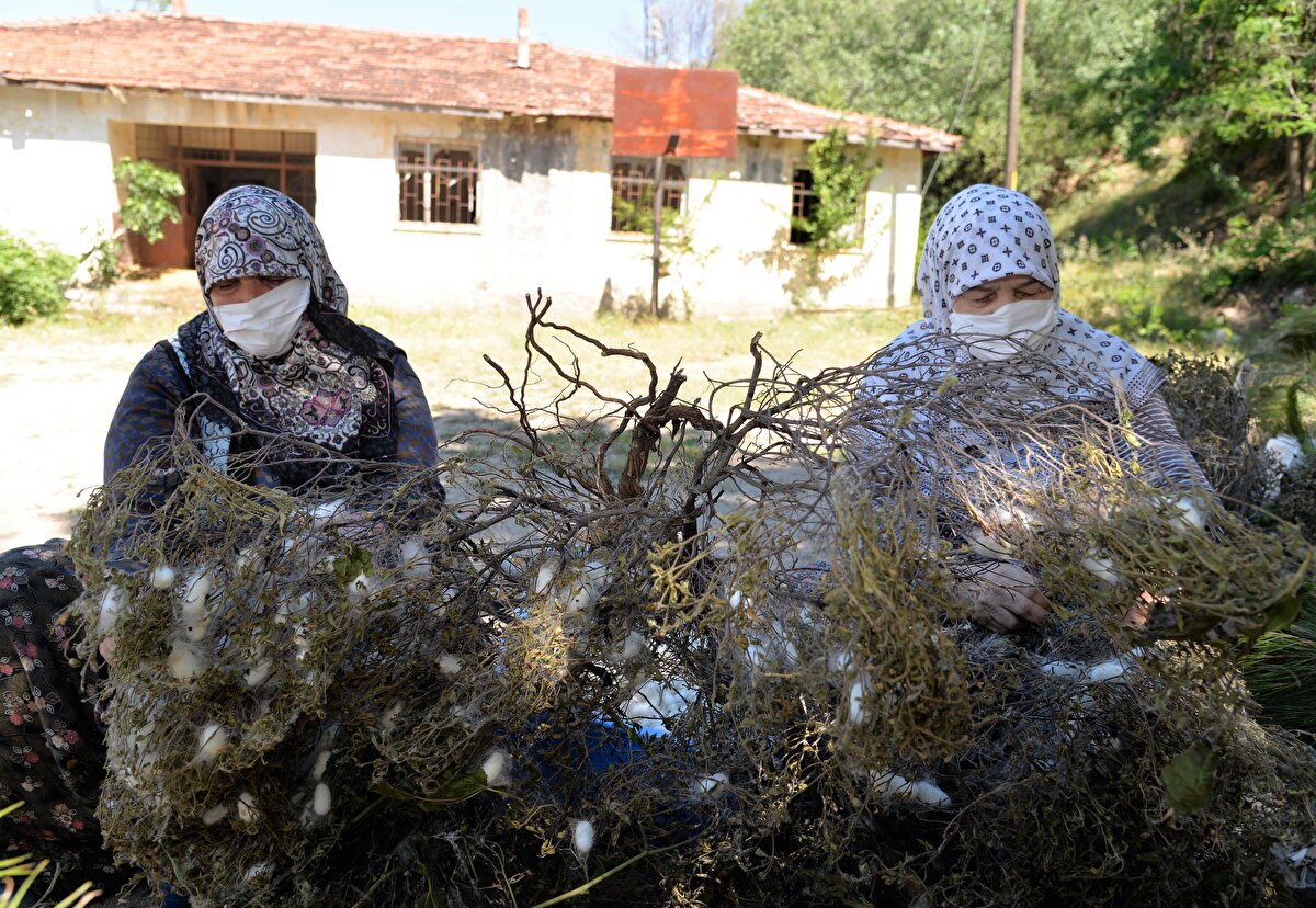 Kurtuluş savaşı döneminde Bilecik merkez ve ilçelerinde 43 civarında ipek işlemeciliği yapılan fabrikanın bulunduğunun kayıtlarda yer aldığını anlatan Vali Şentürk, şunları kaydetti:
