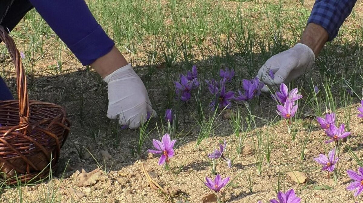 Edirne’de yaşayan Hasan Artan, emekli olduktan sonra eşi ile birlikte safran üreticiliğine merak sardı.