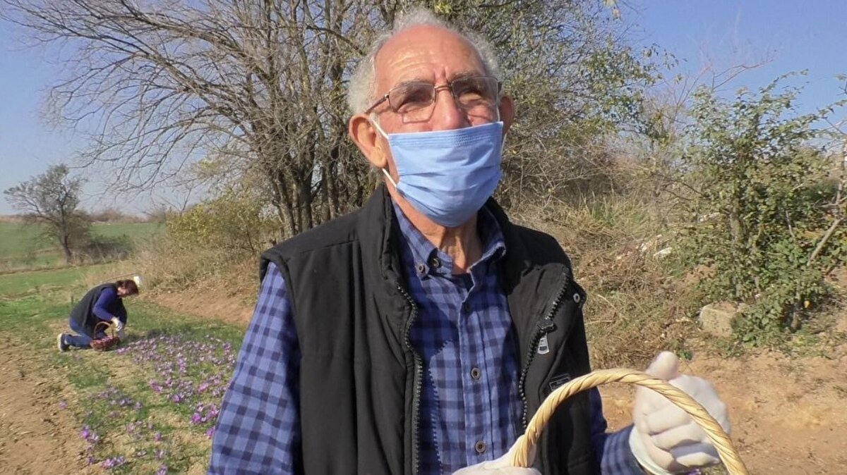Safranbolu ziyaretinde merak ederek aldığı bir kilo safranı ekerek verimden memnun kalan Artan, geçtiğimiz yıl üretime başladı.