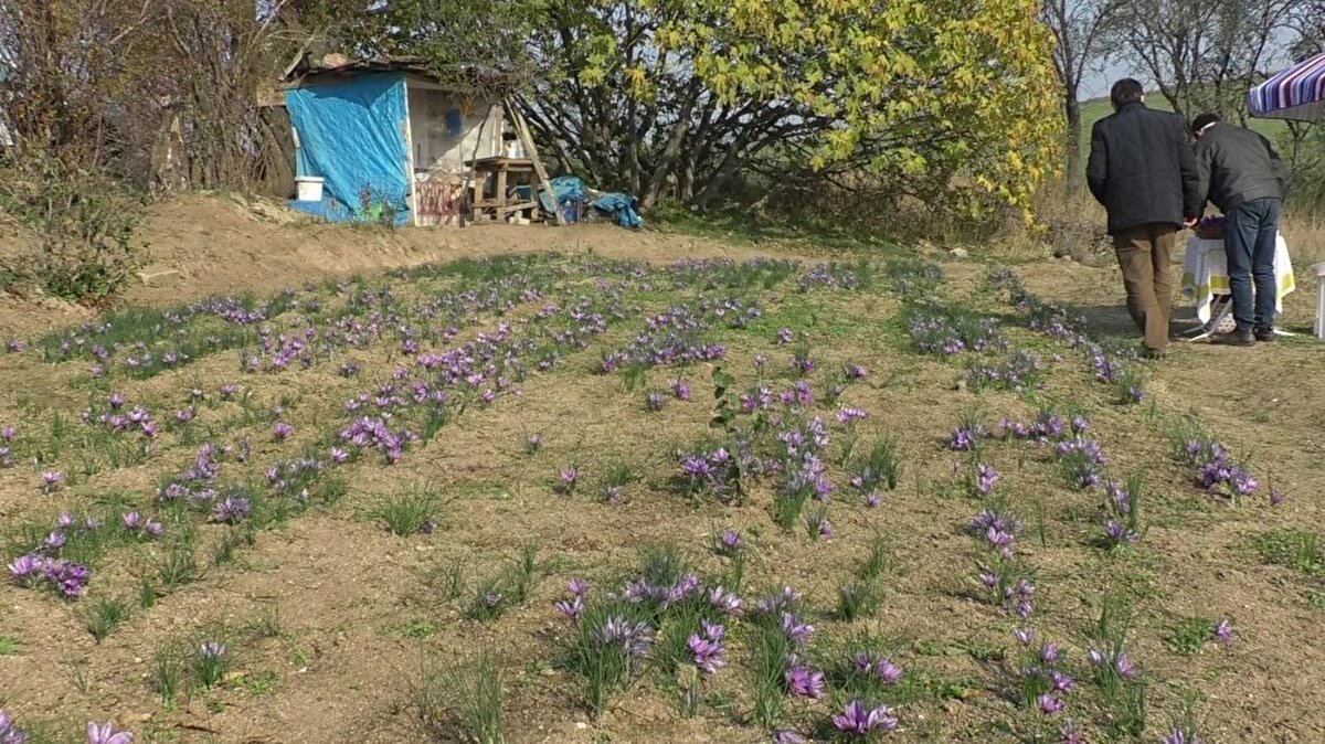Trakya Tarımsal Araştırma Enstitüsü Müdürü Adnan Tülek de safran hasadına katılarak, 3-4 dönüm alanda safran üretimi yapılabileceğini söyleyerek üreticilere alternatif ürün olarak safran ekmeleri tavsiyesinde bulundu.