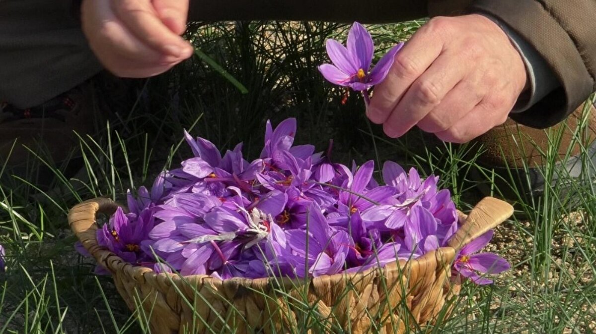 Kendi bahçesinde safran üretimi yapan Artan, aktarlarda gramla satışa sunulan ve kilogramı yaklaşık 40-50 bin lira arasında olan safranın iyi para kazandırdığını anlattı.