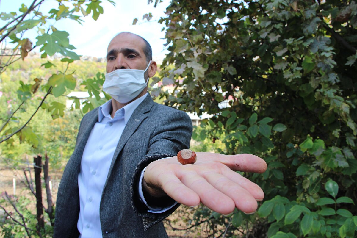 Mahalleli Salih Demirok, 1.5 dönümlük arazisinde sebze ve meyve yetiştirdiğini dile getirerek, "Her ağaçtan birer tane yetiştirdim. Nar, yenidünya, portakal ve limon. Hatta fındık ağacı bile var. Ceviz ile sebzelerle kendi geçimimizi yapıyoruz. Nar bazen ağaçta kalıyor, çürüyor ama fazlalıkları da nar suyu yapıyoruz. Evde kalıyor ya da satıyoruz, eşe, dosta veriyoruz. Pazar olmadığı için satamıyoruz. Yol paramızı çıkarmıyor bile. O yüzden kendimiz tüketiyoruz" diye konuştu.

