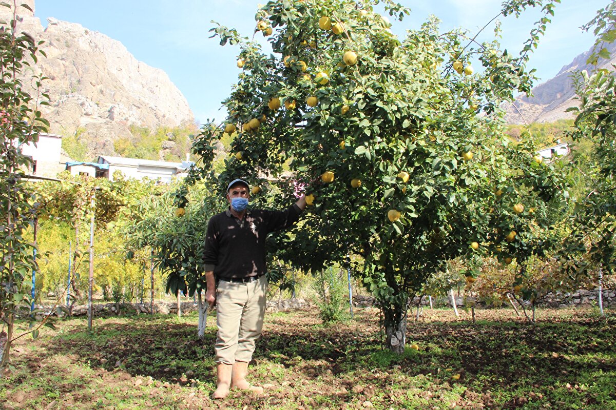 Resul Demir de 2 dönümlük arazisinde zeytin ve nar yetiştirdiğini, pazarları olmadığını için ürünlerin çoğunun çürüdüğünü ifade etti.


