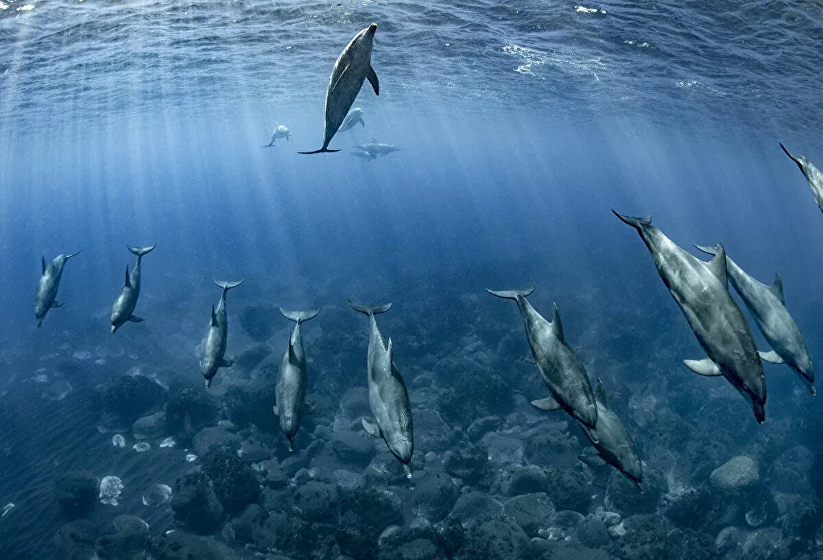 Agora tarafından düzenlenen 2020 Yılının En İyi Fotoğrafları Yarışması'nın finalistlerinden Japon fotoğrafçı Reiko Takahashi'nin Mikura Adası sularında çektiği yunus fotoğrafı.