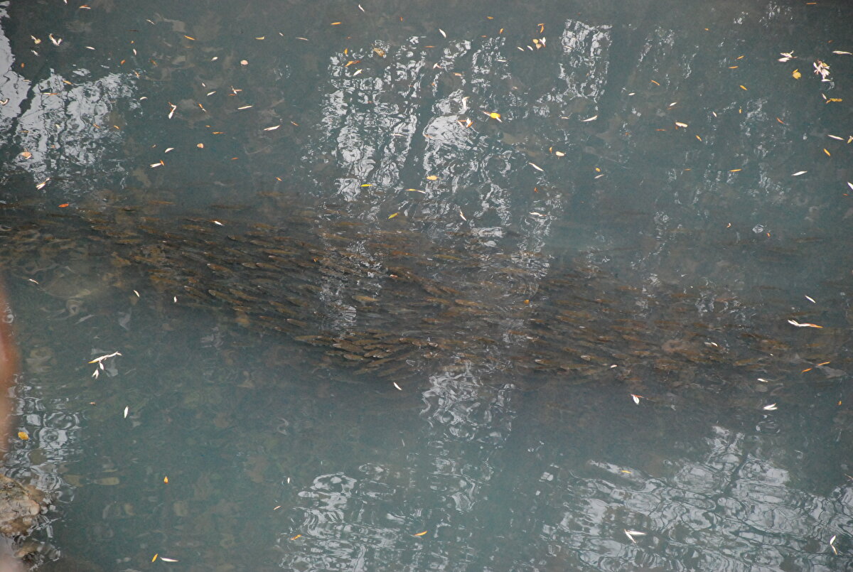 Bartın Çevre ve Şehircilik İl Müdürlüğü ekipleri sudan numune alarak kirliliğin sebebini belirlemek için çalışma başlattı.
