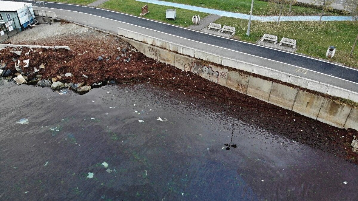 Sahil şeridini tamamen kaplayan kırmızı yosunlar, Caddebostan sahil kıyısını adeta kızıla boyadı. 