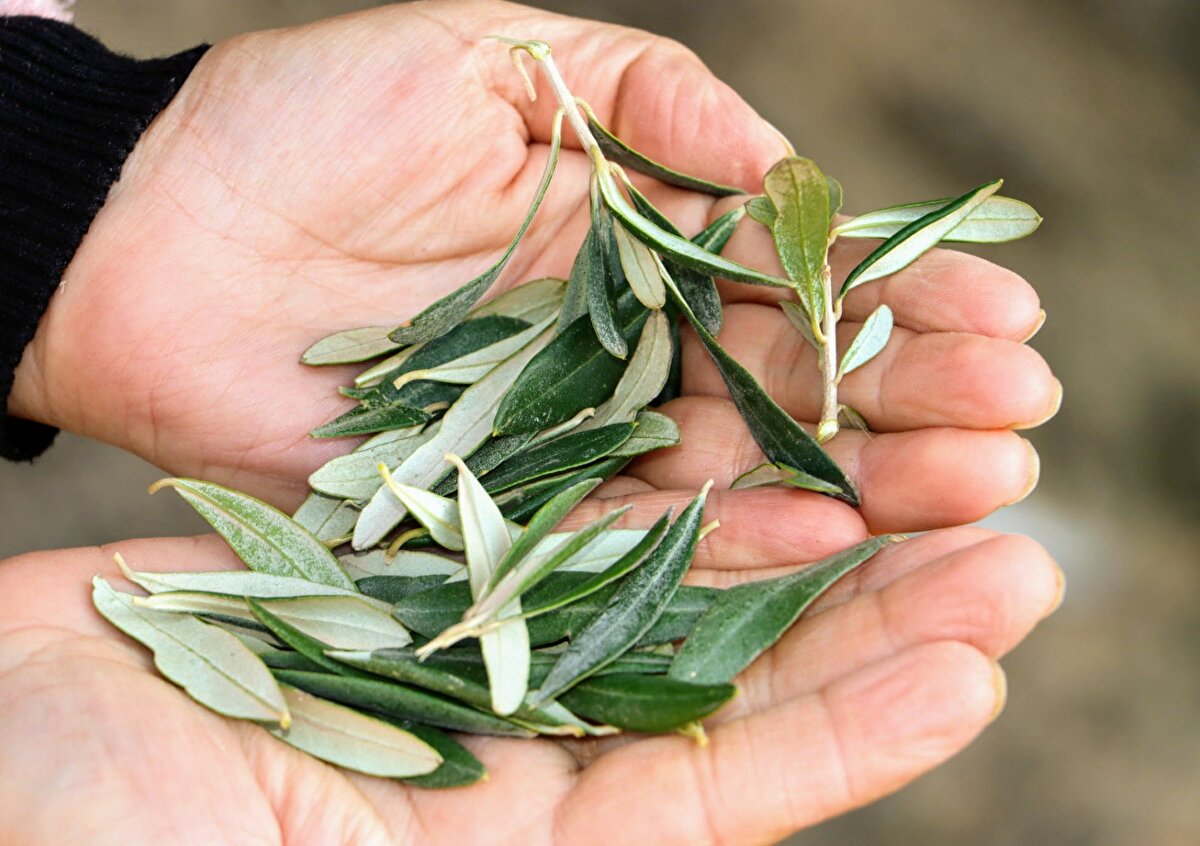 Narenciye, nane, meyan kökü, kekik ve karanfilin virüse karşı bir kalkan olduğunu da kaydeden Çolakoğlu, günlük yapılması gereken doğal korunma yöntemlerini ise şöyle sıraladı:
