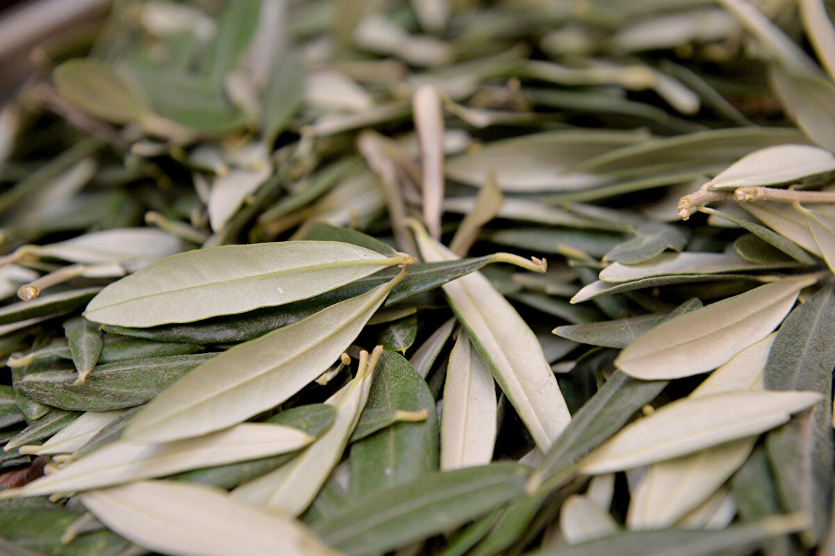 Antakya’nın Tarihi Uzun Çarşısı’nda aktarcılık yapan Semir Eraslan, zeytin yaprağına rağbetin arttığını söyledi. Bölge halkının zeytin yaprağına kolay ulaştığını bu yüzden tüm siparişlerin şehir dışından geldiğini belirten Eraslan, şöyle konuştu:

