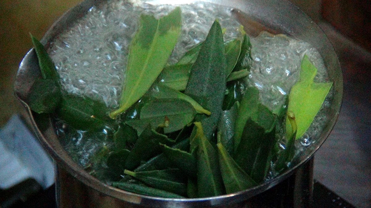 Özellikle Hatay bölgesinde çok kolay bulunabilen bir bitki olan zeytin ağacı yaprağının masrafsız ve hazırlanışı çok kolay olan çayı içmeyi herkese tavsiye eden Çolakoğlu, zeytin yapraklarının kırıldıktan sonra su ile beraber 3- 4 dakika kaynatılıp içilebileceğini ve bunun soğuduktan sonra da dolapta muhafaza edilip aralıklarla tüketilebileceğini anlattı.

