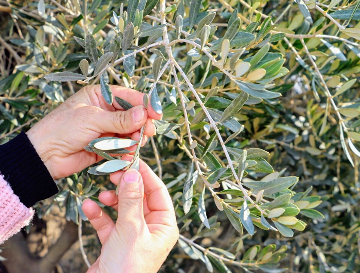 Hatay bölgesinde de fazlasıyla bulunan zeytin ağacı yapraklarının pandemi sürecinde etkili bir tedavi yöntemi olarak kullanılabileceğini ve ciddi faydalarının tespit edildiğini aktaran Çolakoğlu, "Zeytin ağacı bin yıl veya daha fazla yaşayan bir ağaçtır. Bu yapısı, bakteri ve virüslere karşı kendisini koruyabilmesinden kaynaklanmaktadır.
