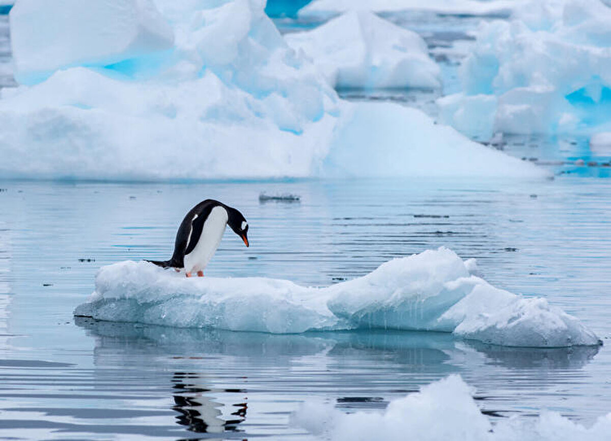 3.900 kilometrekare büyüklüğündeki A68a adlı buzdağının, 3.528 kilometre yüzölçümü olan adaya 90 kilometre kadar yaklaştığı belirtiliyor. İngiliz Kraliyet Donanması, buzdağının bu ay içinde adaya çarpabileceğini söylüyor.