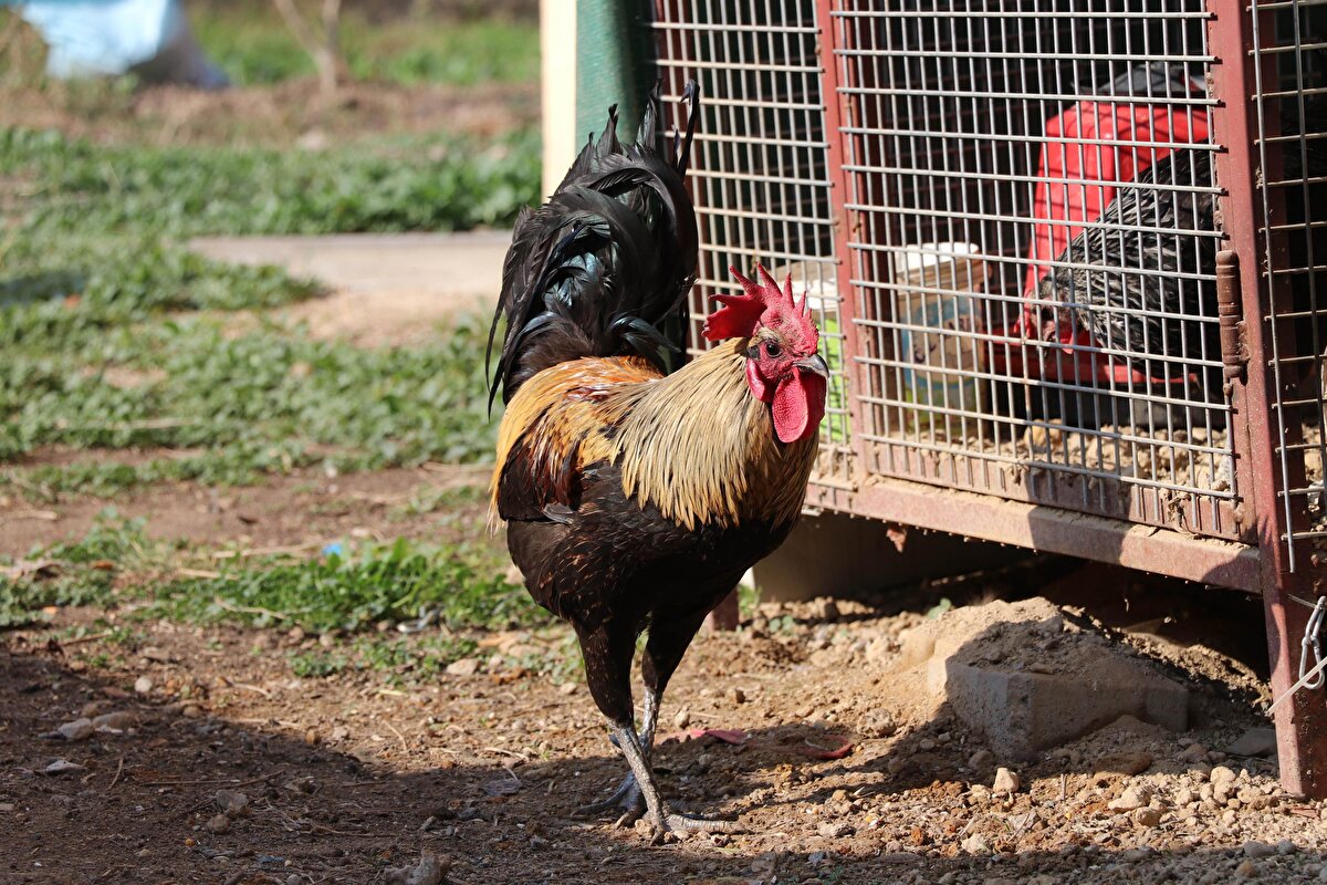 Ünal, Denizli horozunun, şehrin simgesi haline geldiğini belirterek, "Normal bir horoz 4-5 saniye öter. Denizli horozu, 15-20 saniye hatta daha uzun süre de ötebilir. Süre uzadıkça, nefesi kontrol etmeleri zorlaşıyor. Nefesi kontrol edemeyip bazen sırt üstü düşebilirler. Buna halk arasında 'bayılma' adı verilir. Bayılma, Denizli ırkı horozlarda olağan bir durumdur. Denizli ırkı horoz, dünyada sadece ilimizde yetiştirilen bir türdür. Pamukkale ile kentin simgesi durumundadır. Pamukkırı, Demirkırı, Al horoz ve Pekmezkefi gibi türleri mevcuttur. Denizli horozuna sahip olmak için diğer illerden de Tarım ve Orman İl Müdürlüğü'ne gelenlerin sayısı oldukça fazladır" dedi.